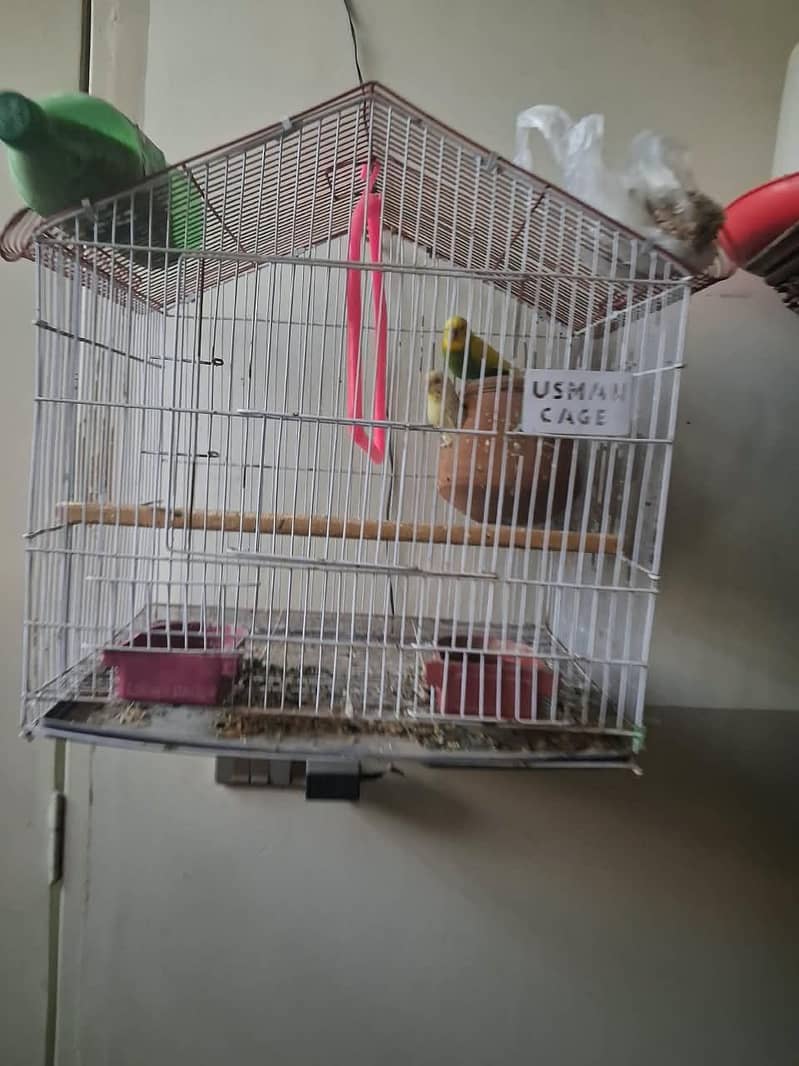 parrot pair 0