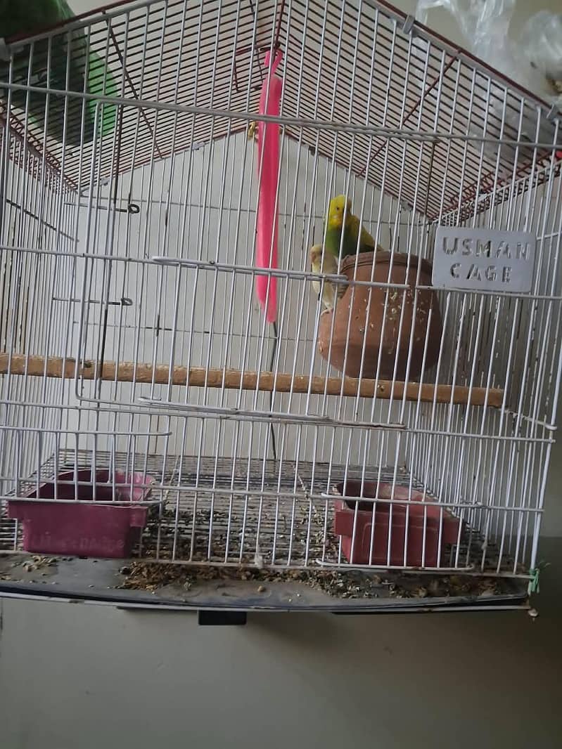 parrot pair 1