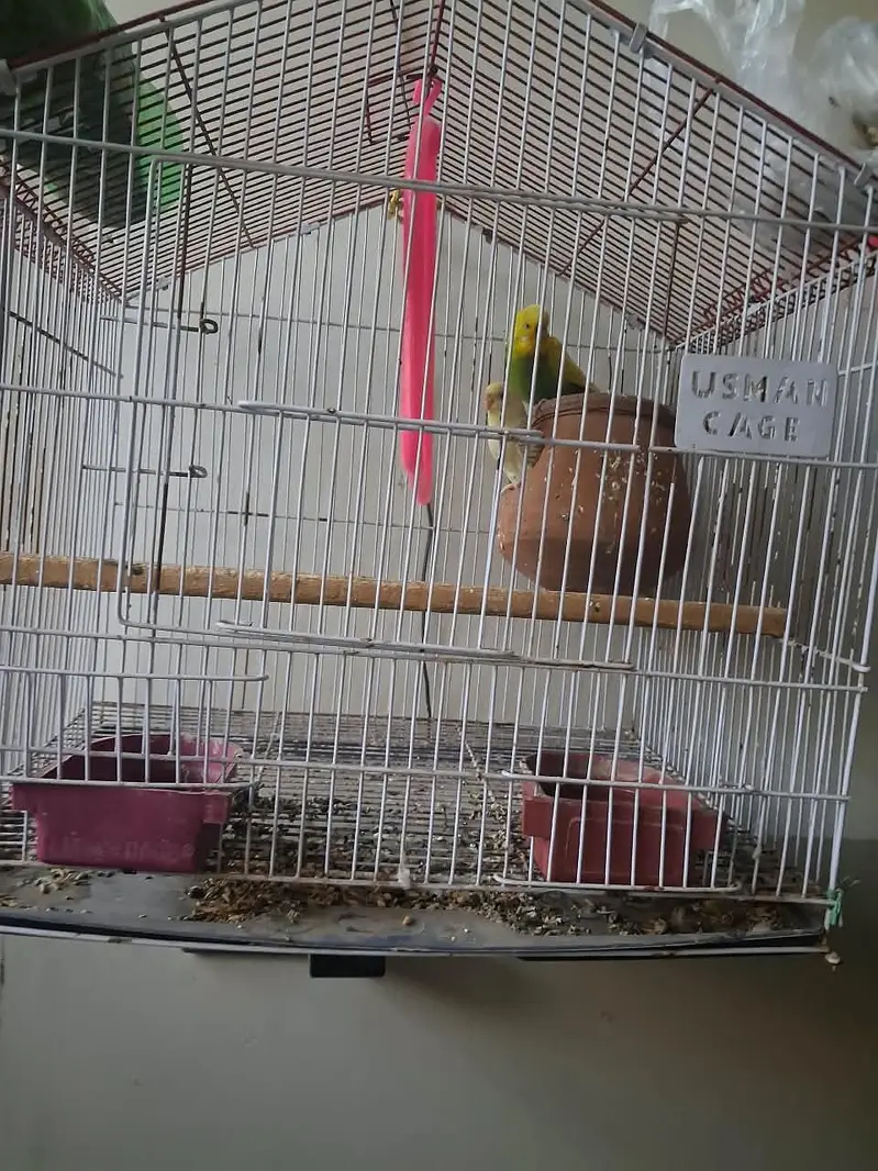 parrot pair — photo 2