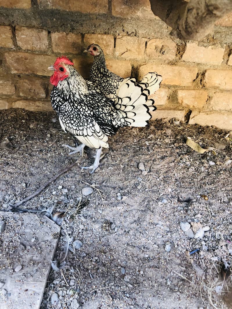 Silver sebrights pair 0