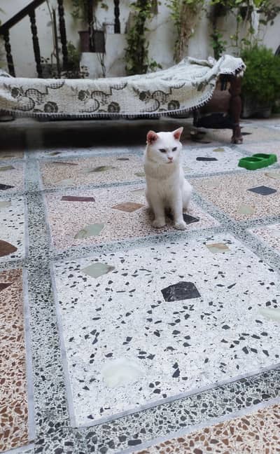 snow male cat