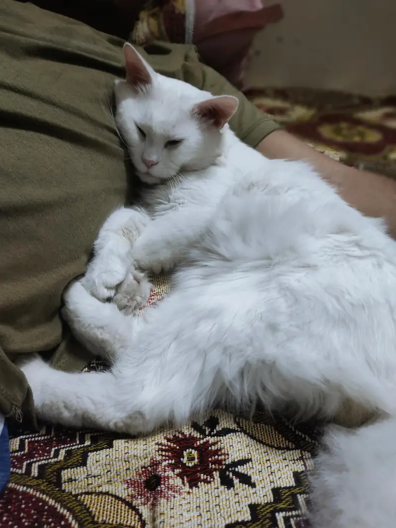 snow male cat — photo 2