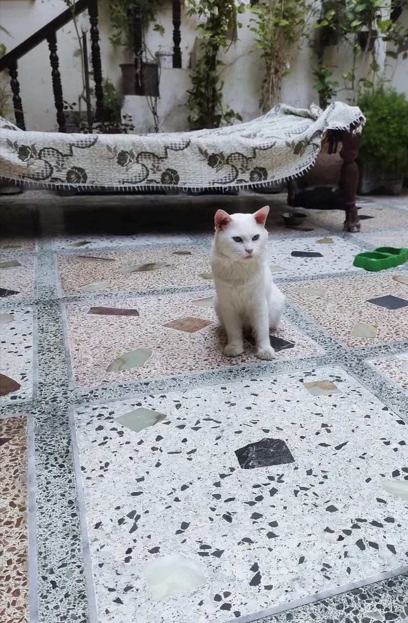 snow male cat — photo 3