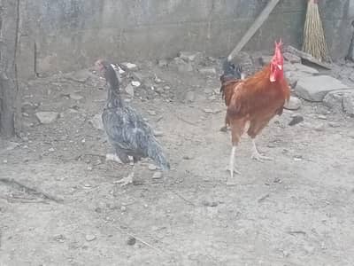 hens sale
