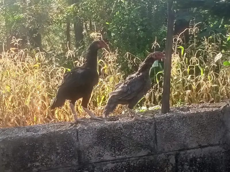hens sale — photo 2
