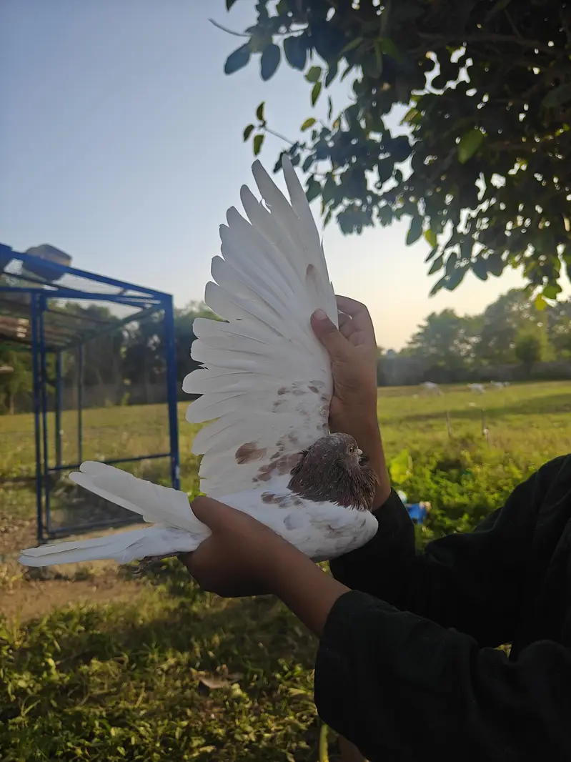 Lal Sara A1, — photo 2