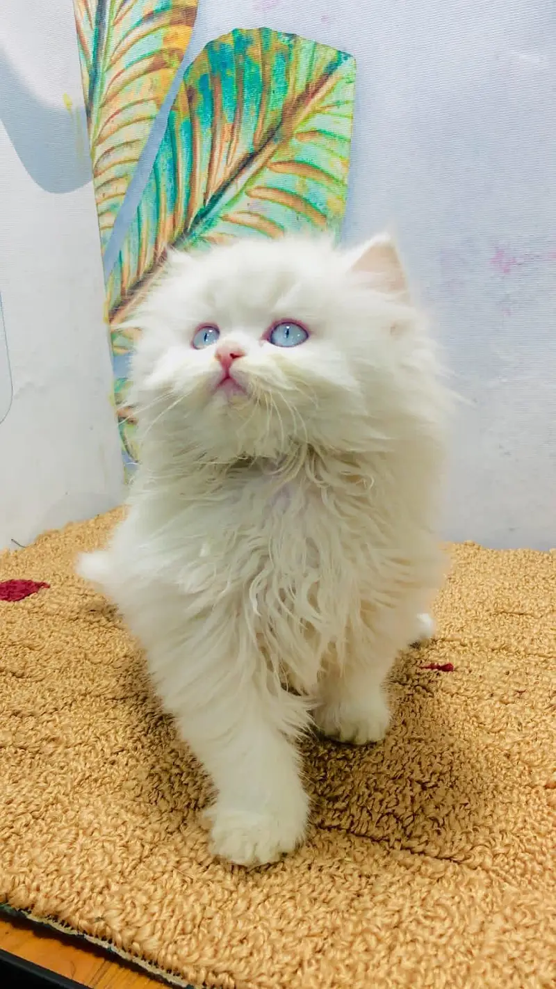 cash on delivery available Persian punch face cat kitten — photo 2