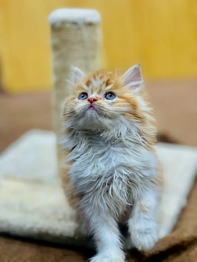 cash on delivery available Persian punch face cat kitten — photo 7
