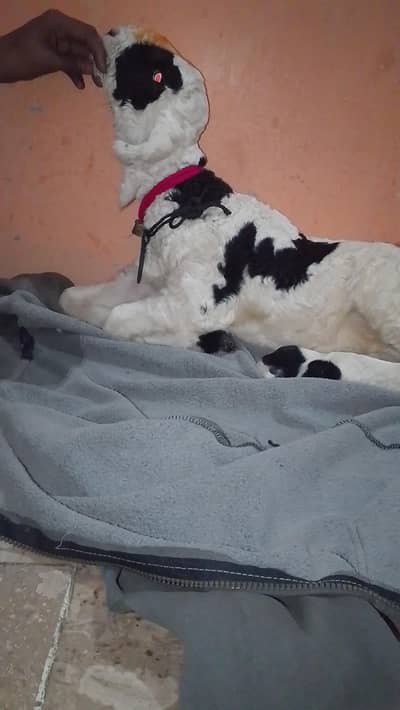 domba male 2 month