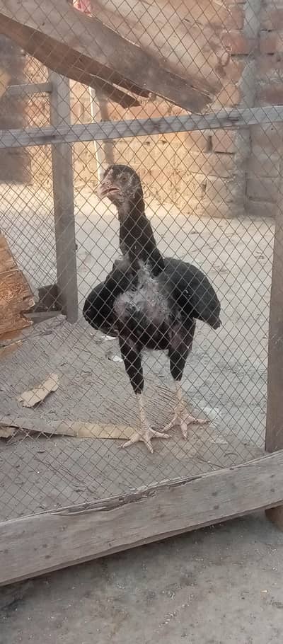 Sindhi aseel birds available