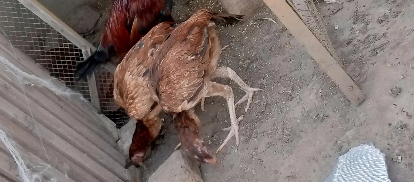 Sindhi aseel birds available — photo 2