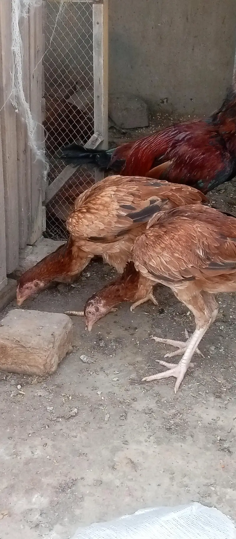 Sindhi aseel birds available — photo 3