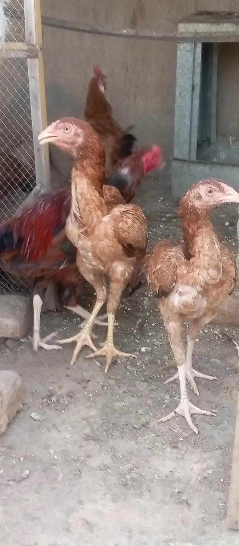 Sindhi aseel birds available — photo 4