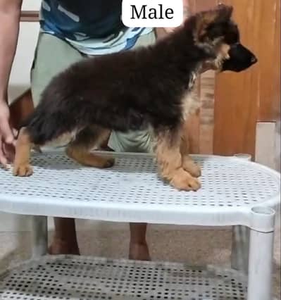 Puppy | German Shepherd Male Puppy | Long Coat Puppy | GSD For Sale