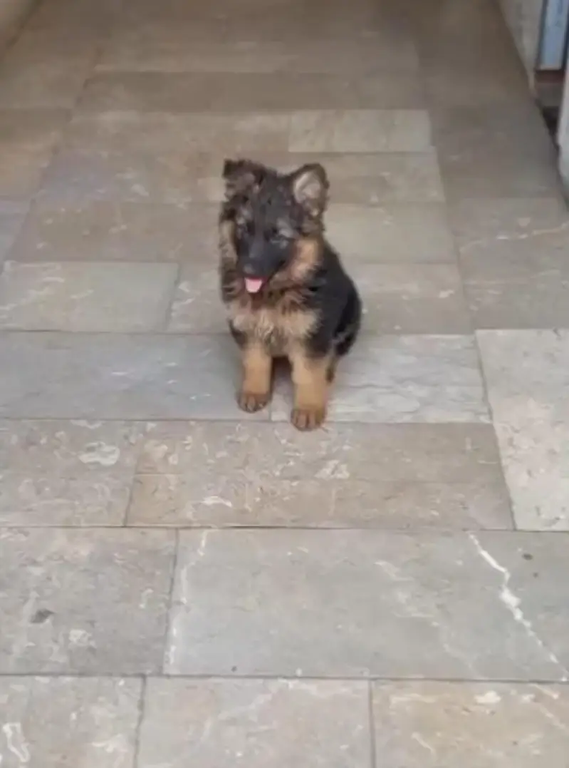 Puppy | German Shepherd Male Puppy | Long Coat Puppy | GSD For Sale — photo 2