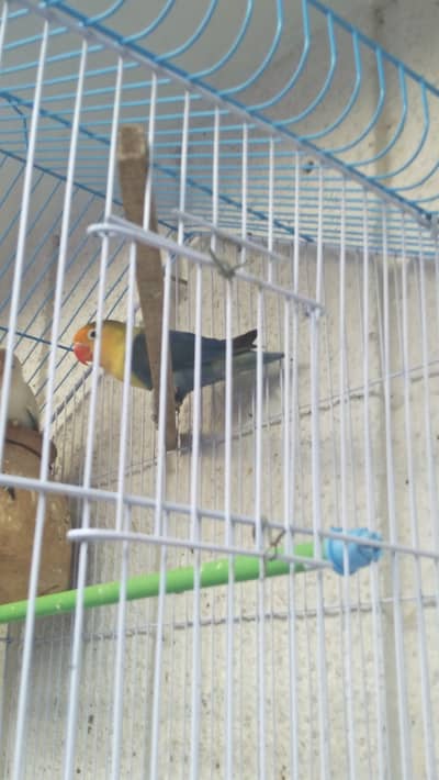 Parblue lovebird - healthy and active - pet only