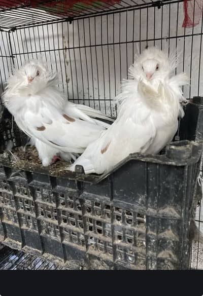 Top Quality Jacobine Breeder Pair