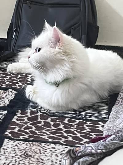 Persian cat triple coated