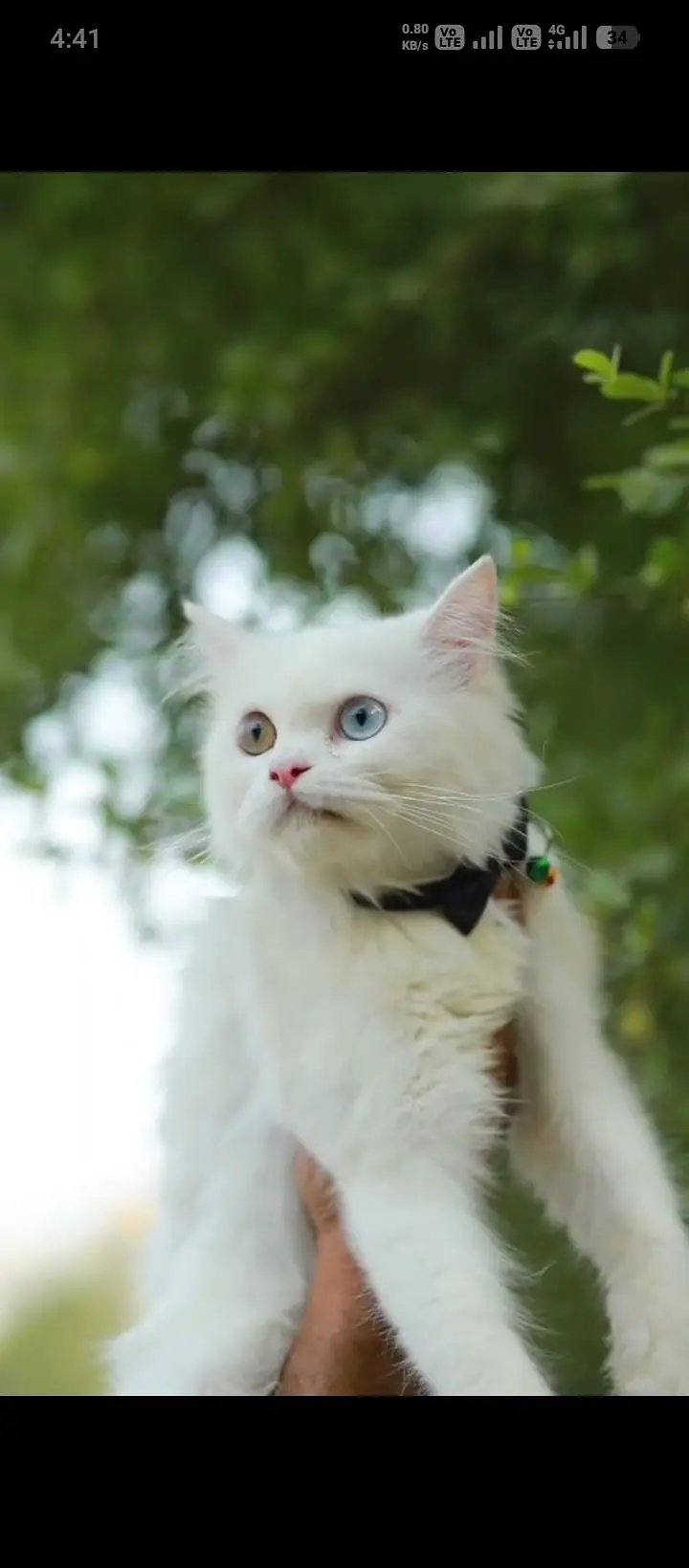 cash on delivery available Persian punch face cat kitten — photo 2