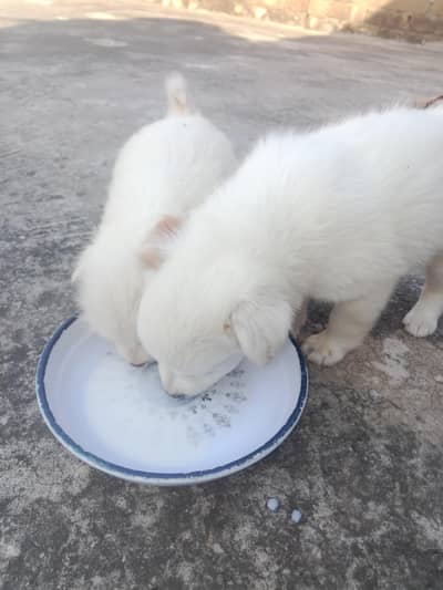 Russian pair for sale full healthy