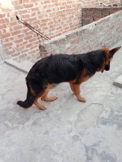 highly pedigreed GSd puppy