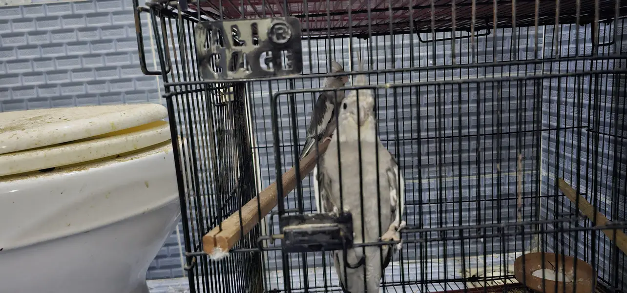 2 pair cockatie breeder birds born from different mutations — photo 10