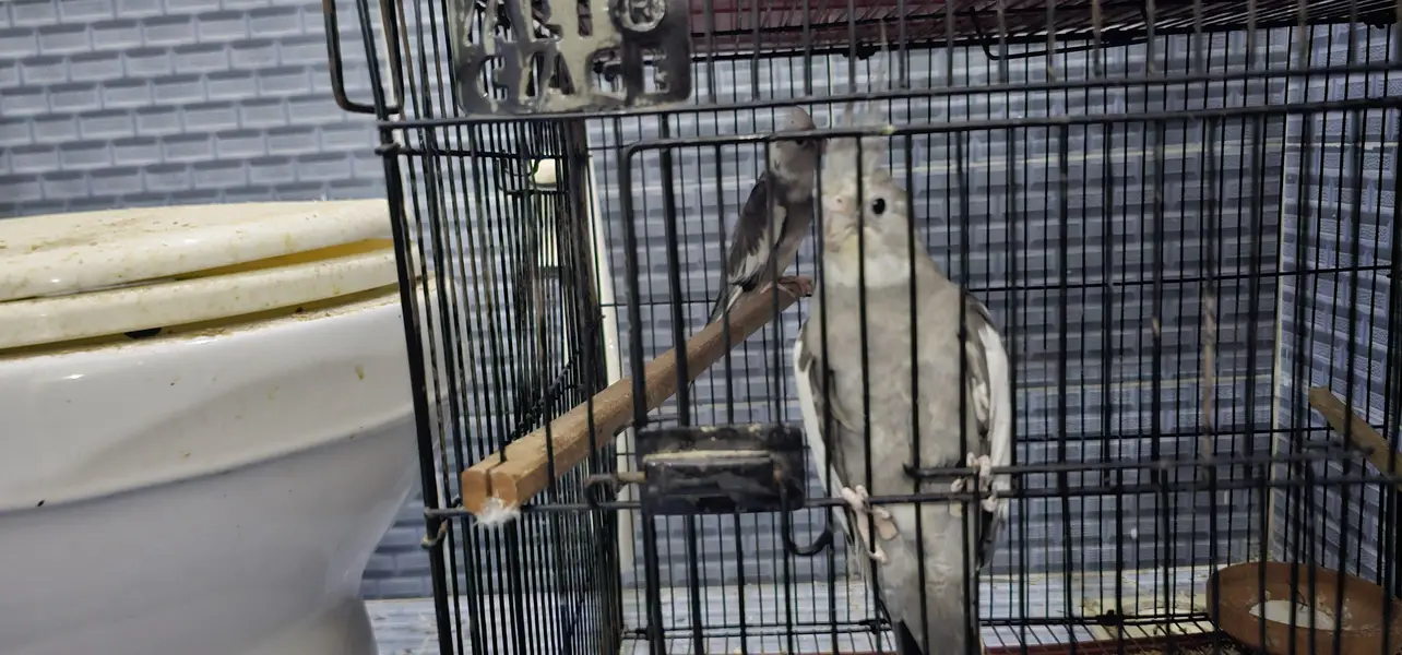 2 pair cockatie breeder birds born from different mutations — photo 11