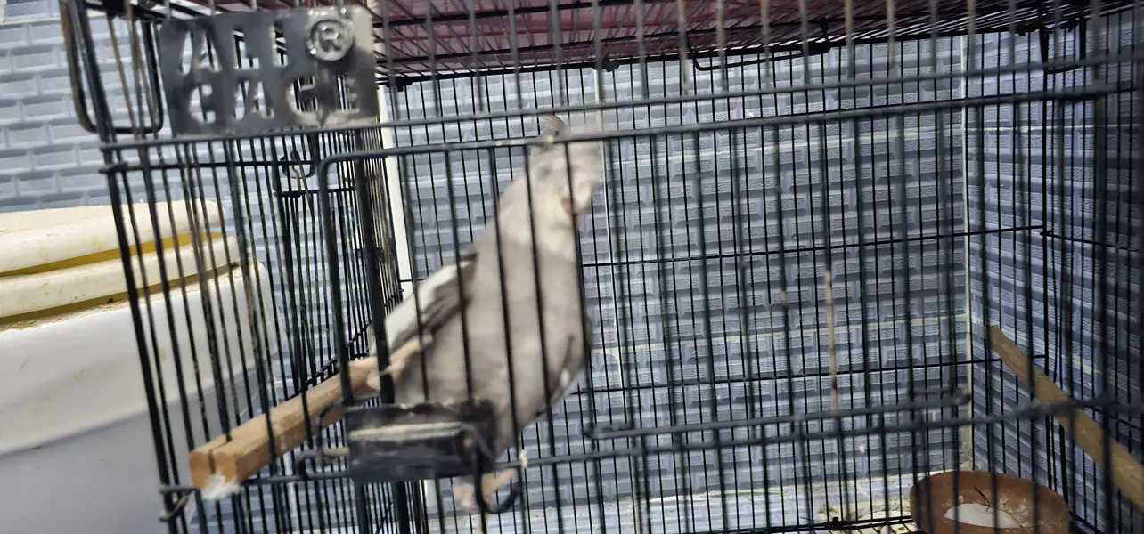 2 pair cockatie breeder birds born from different mutations — photo 12