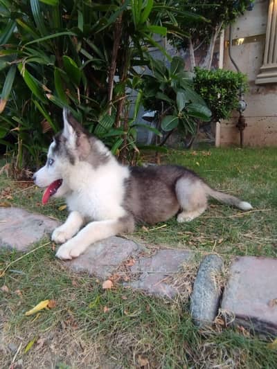 Husky Puppy (Female)