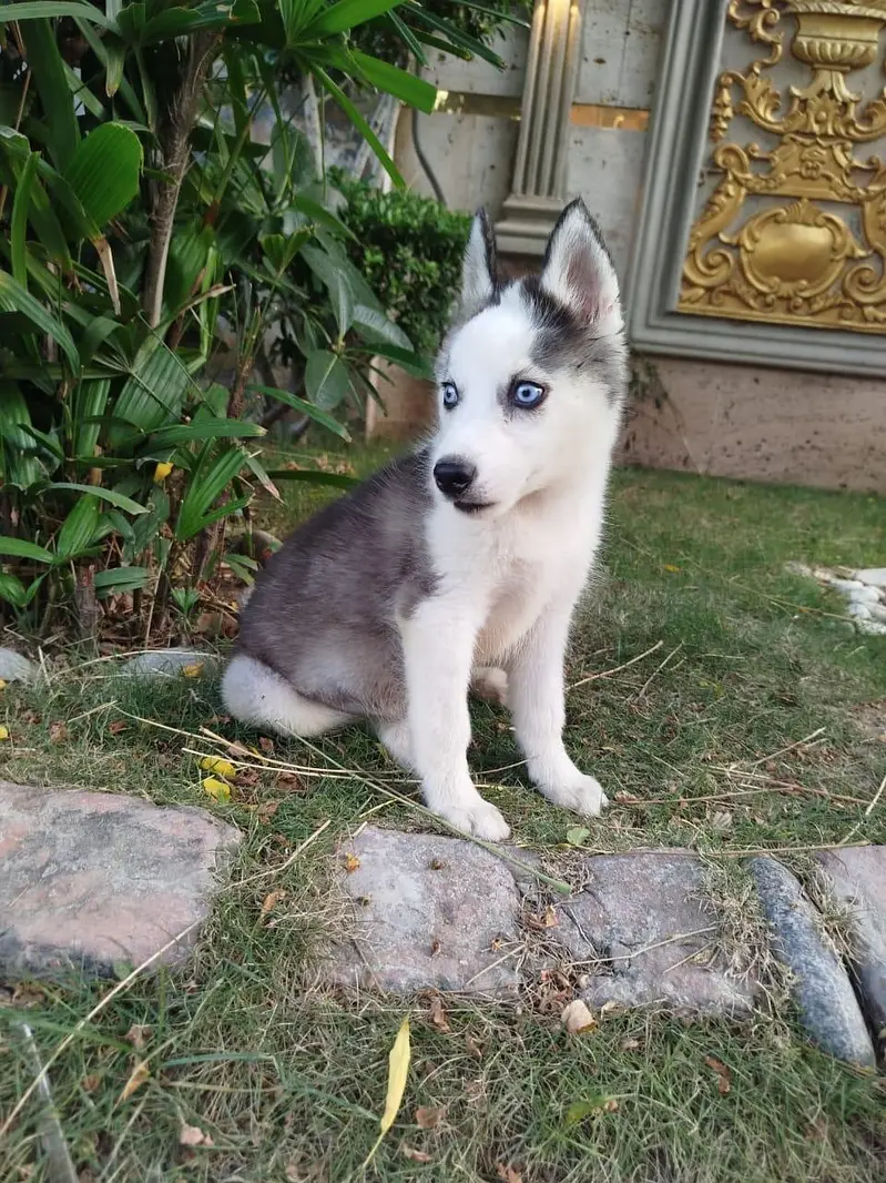 Husky Puppy (Female) — photo 2