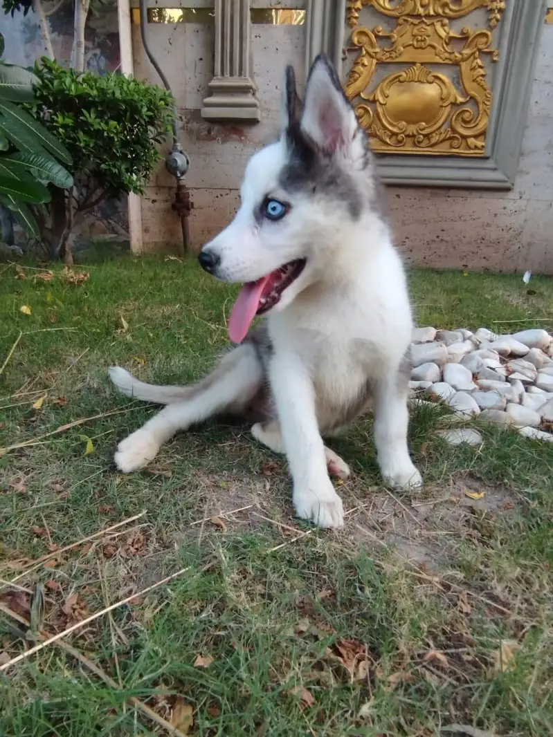 Husky Puppy (Female) — photo 3