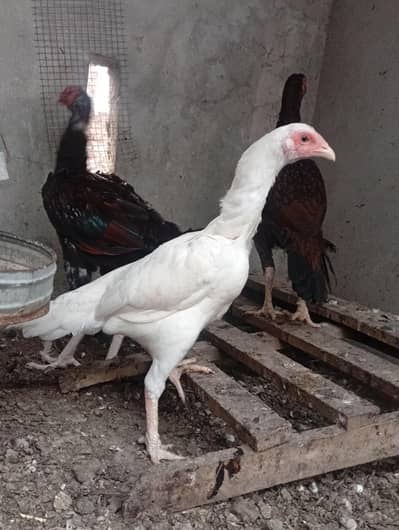 pure Heera aseel | long hight vaitnam aseel