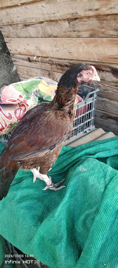 mianwali aseel hen urgent sale