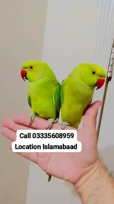 Single 6,000 Hand Tamed Friendly Green Green Neck Parrots Male/Female
