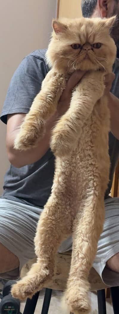 peki face long coat male