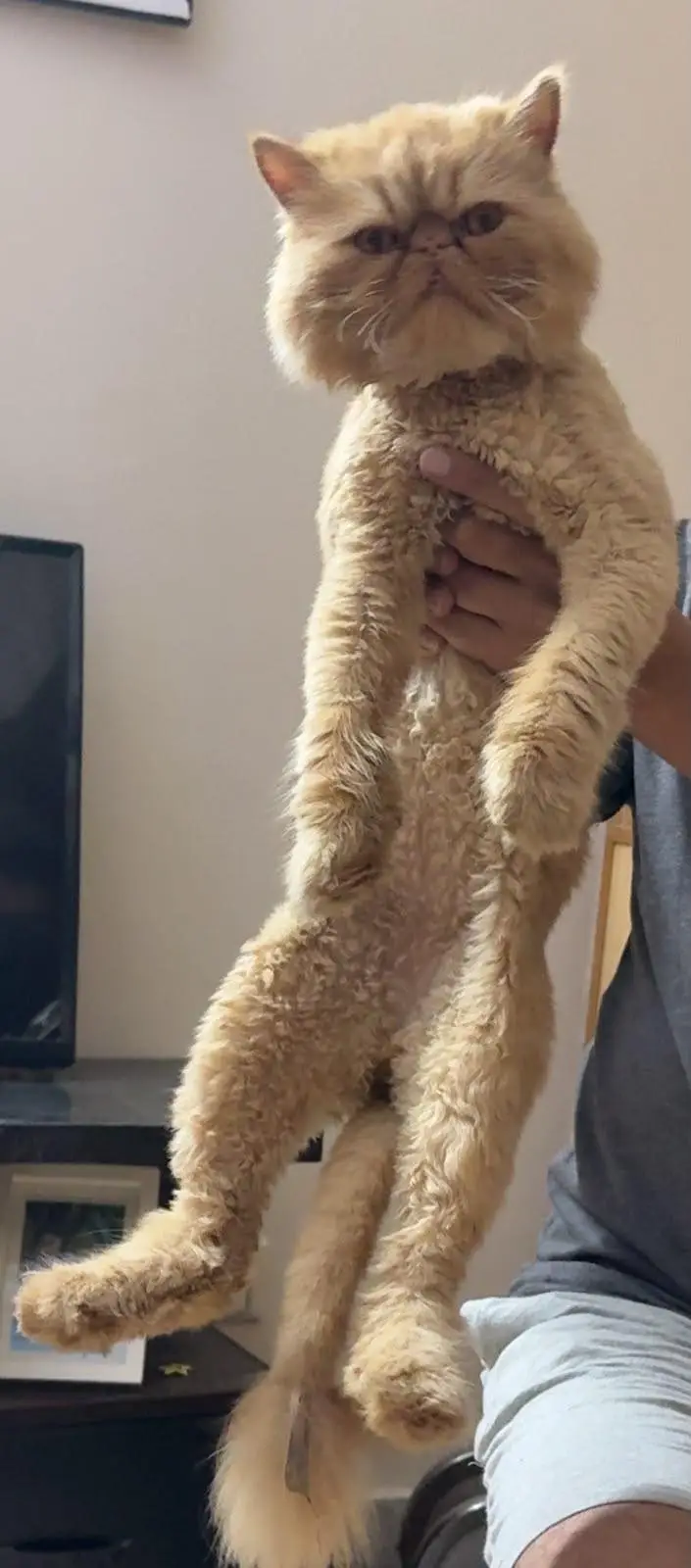 peki face long coat male — photo 2
