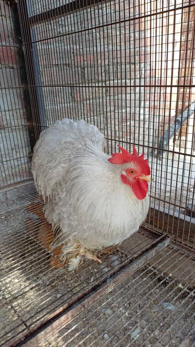 Lavender Cochin Bantam Quality Male