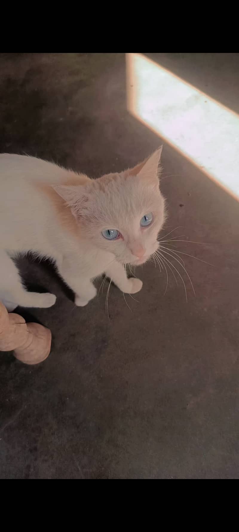 White colour cat 0