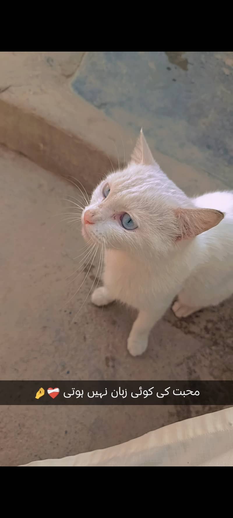 White colour cat 1