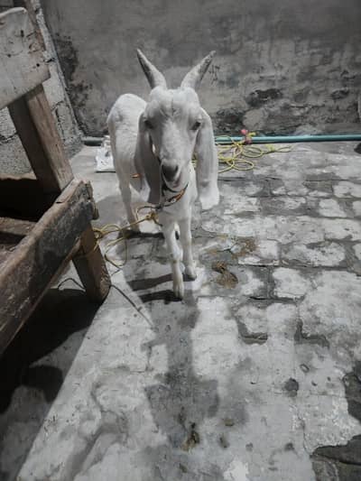 2 male for sale WhatsApp numbers 03131573910