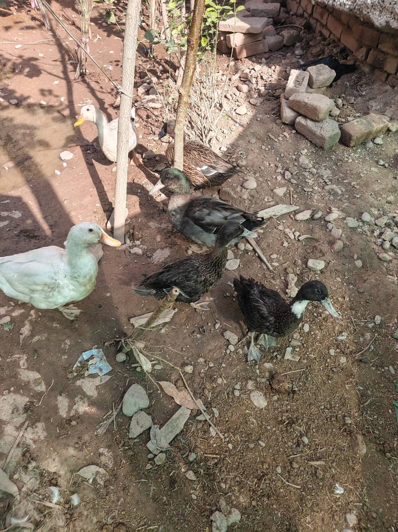 Pair Ducks 0