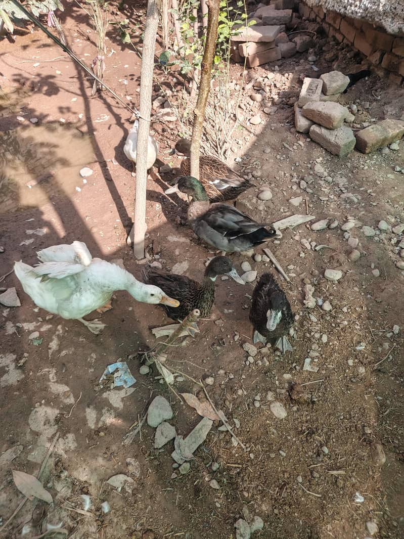 Pair Ducks 1