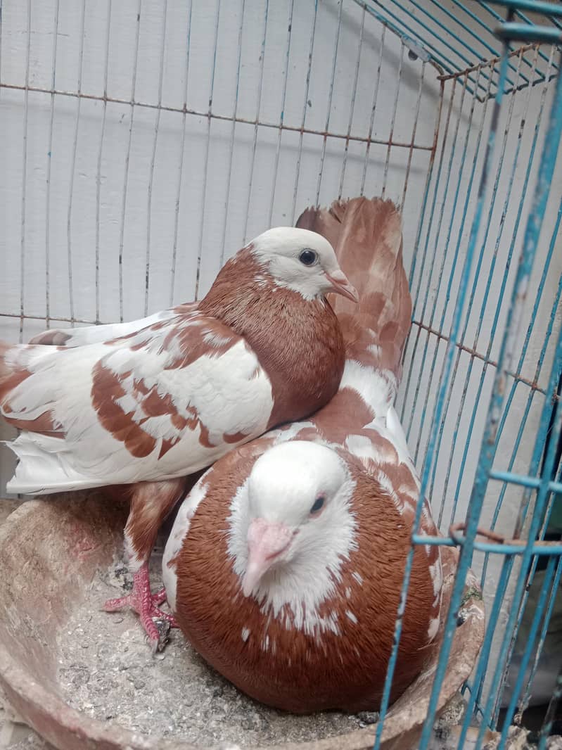 jogi piya 0