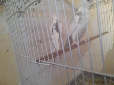 without cage  very beautiful cockatiel with white color