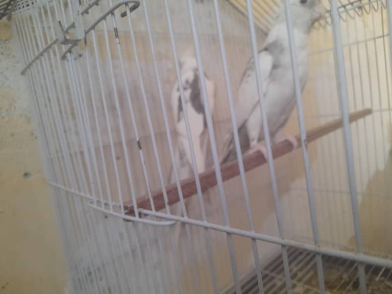 without cage  white pair 0