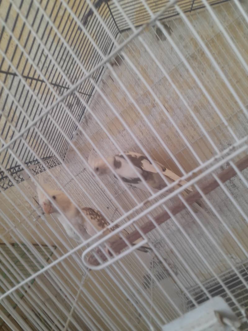 without cage  white pair 1