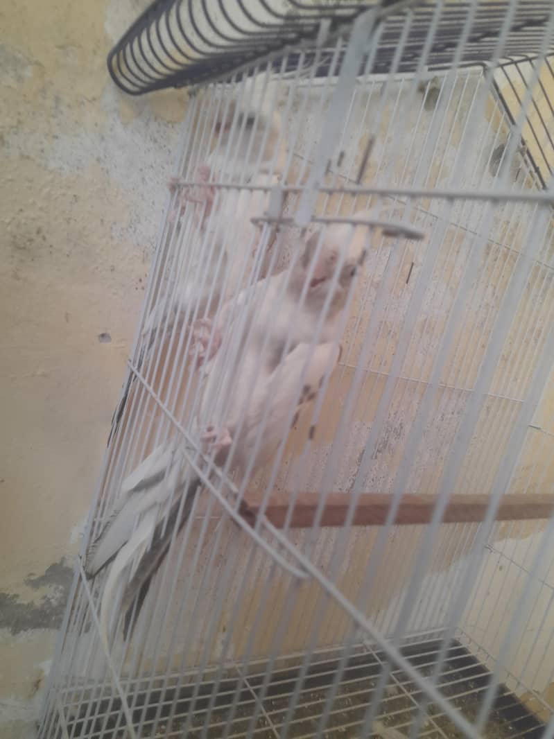 without cage  white pair 2