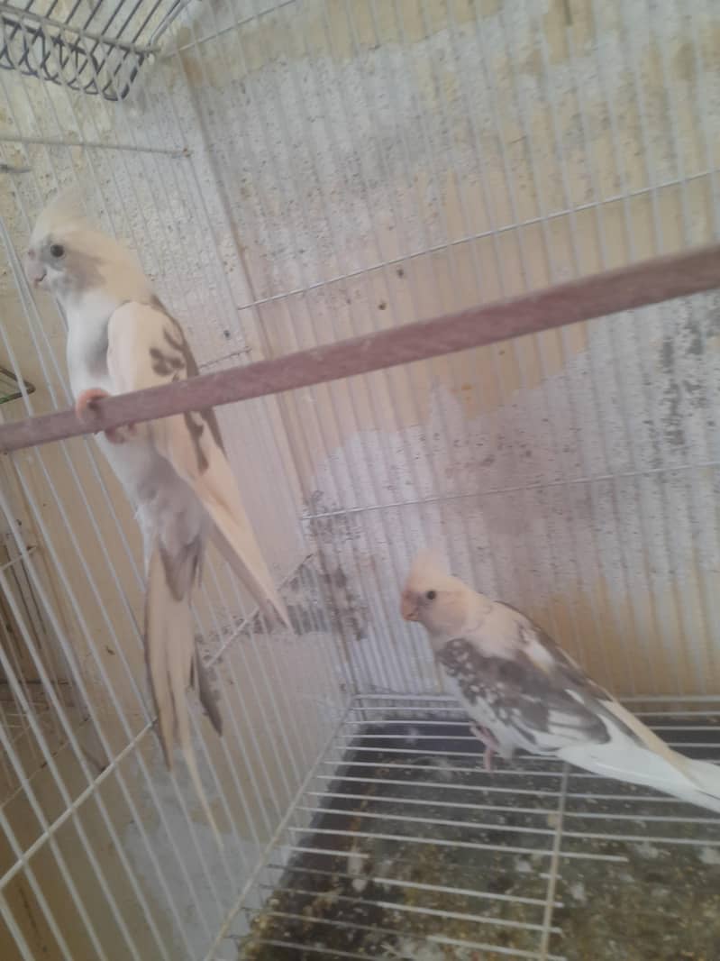 without cage  white pair 3