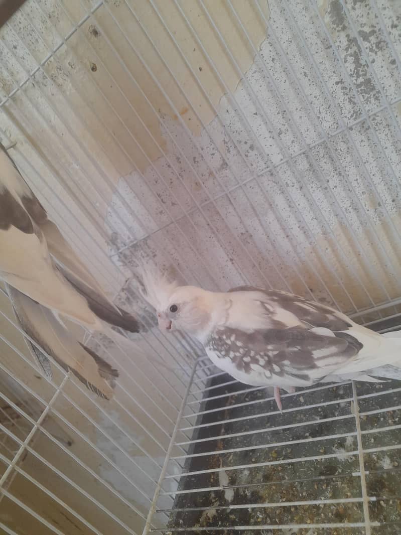 without cage  white pair 4