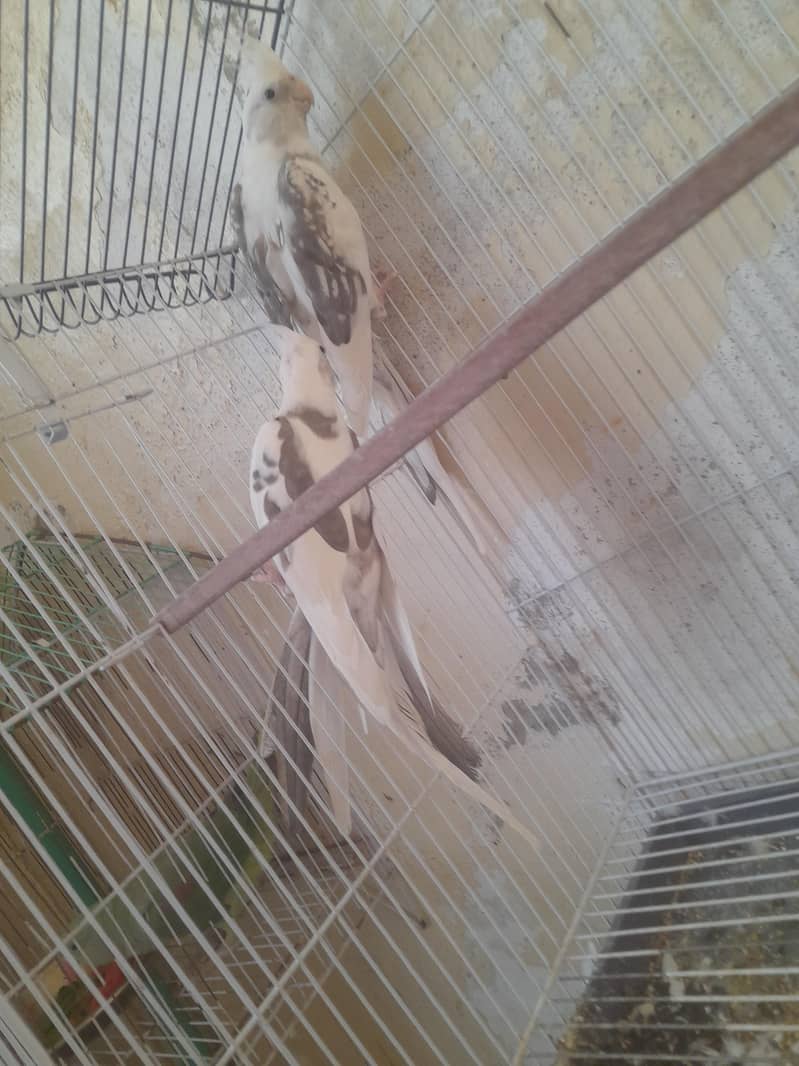 without cage  white pair 5